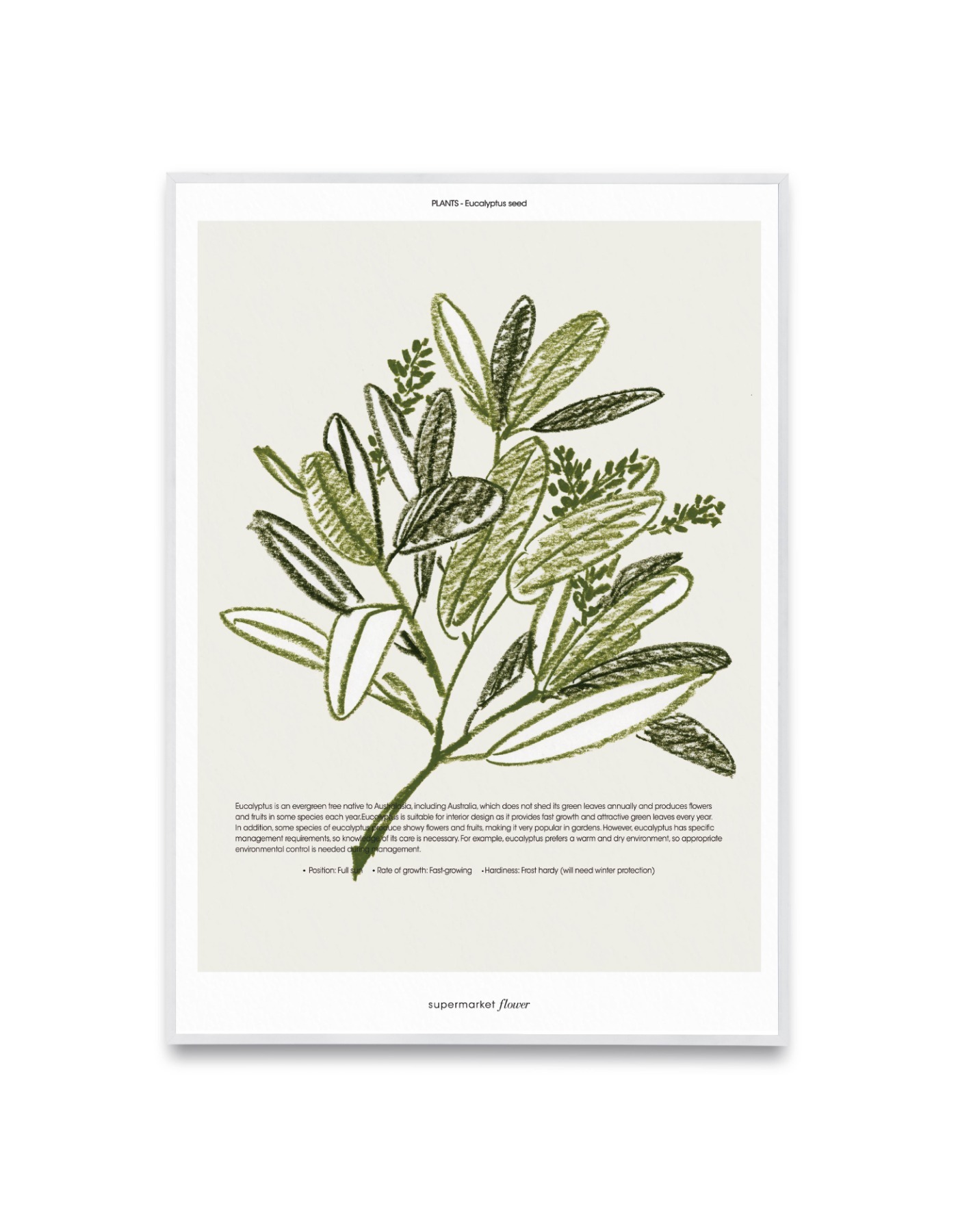 [포스터] Eucalyptus seed 유칼립투스